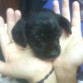 cuando cachorro...